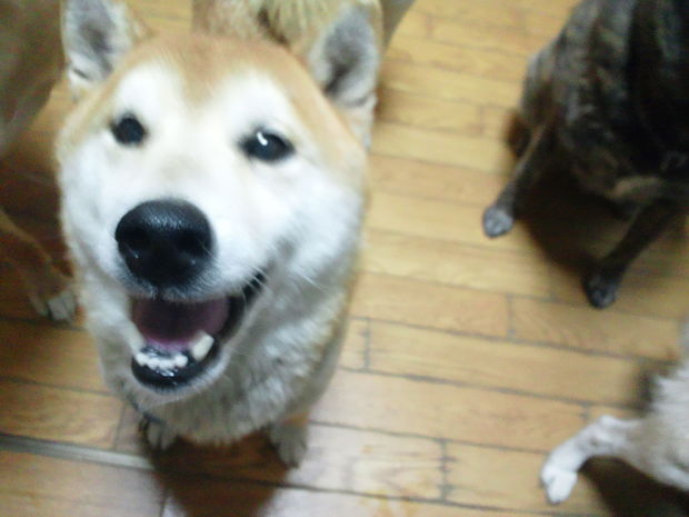 子犬と柴犬_f0242002_053449.jpg