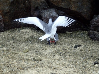 ヘノベサ島でシュノーケリングをし、ペンギンやエイと泳ぐことができました！_a0124132_10304931.jpg