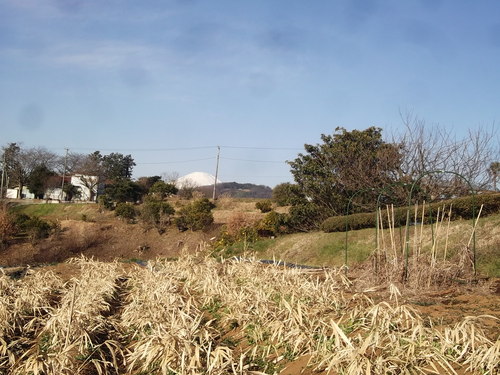 節分ですが..畑です。_b0137932_1636118.jpg