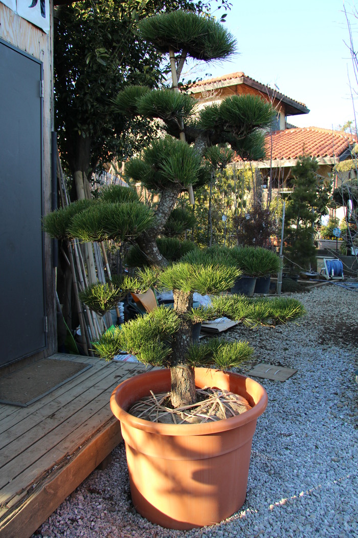 クロマツ 黒松 曲幹仕立て 美品 販売 画像 写真 価格 値段 庭木 安行