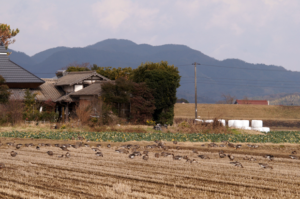 ハクチョウとマガン_f0214649_1531034.jpg