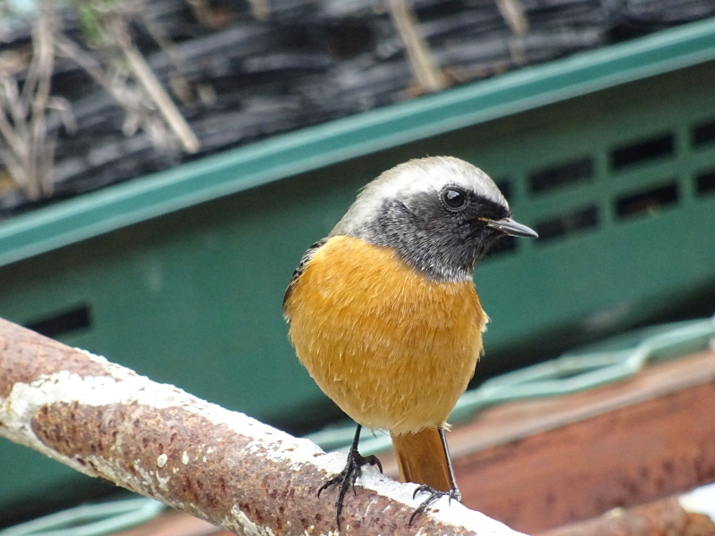 c0108460_18275339.jpg