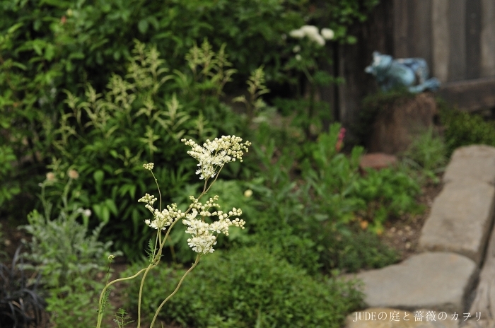 タリクトラムとロクベンシモツケ（春の宿根草）_c0278671_19552006.jpg