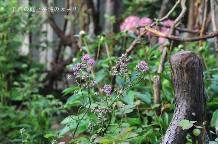 タリクトラムとロクベンシモツケ 春の宿根草 judeの庭と薔薇のカヲリ タリクトラムとロクベンシモツケ 春の宿根草 judeの庭と薔薇のカヲリ