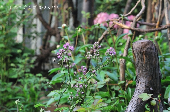 タリクトラムとロクベンシモツケ（春の宿根草）_c0278671_19574874.jpg