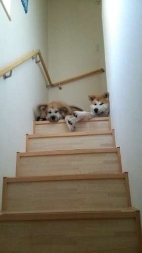 ふてくされ犬 わちゃわちゃ家族 ふてくされ犬 わちゃわちゃ家族