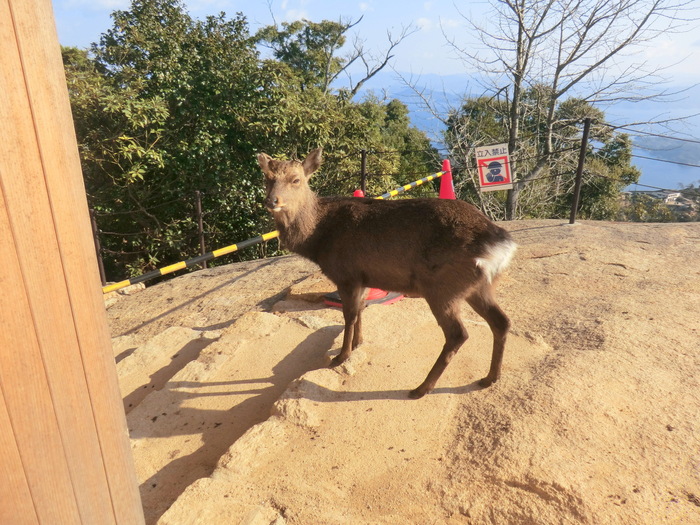 No375 初登りは広島・宮島の二つの三角点弥山_b0185573_2050525.jpg