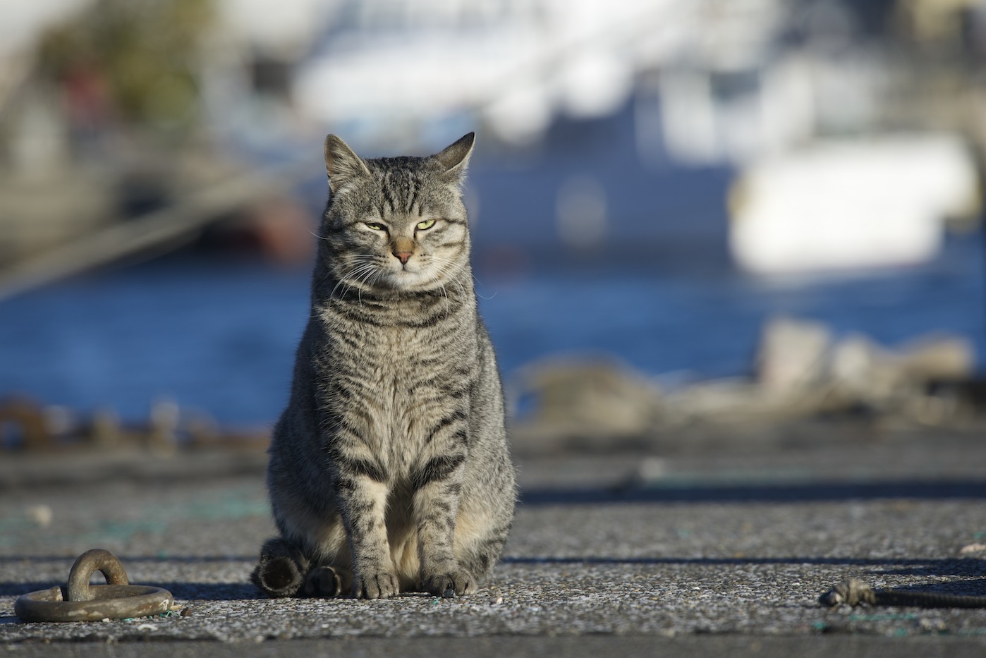 海のねこ達巡り_f0011273_1353451.jpg