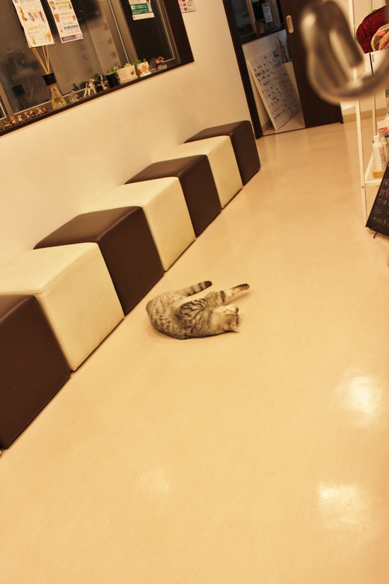 ぼるとと私の事情。_c0245679_19522314.jpg