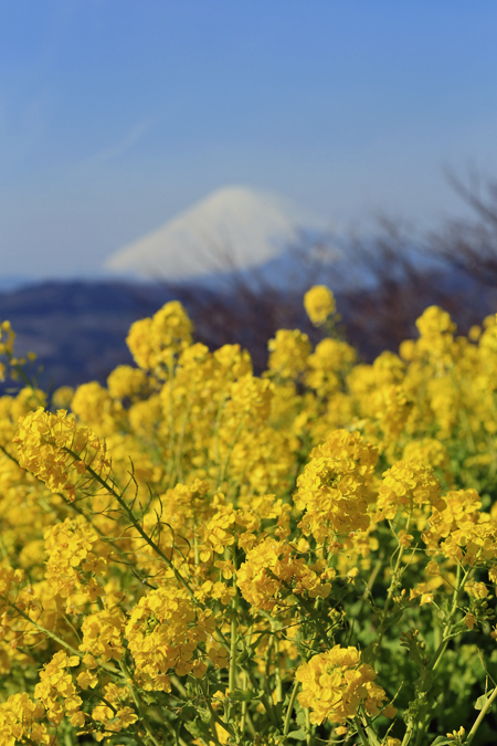 菜の花と富士山！_f0179404_21382267.jpg