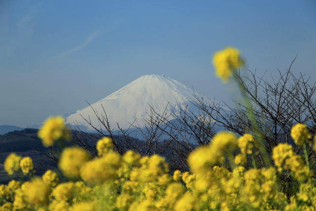 菜の花と富士山！_f0179404_2142541.jpg