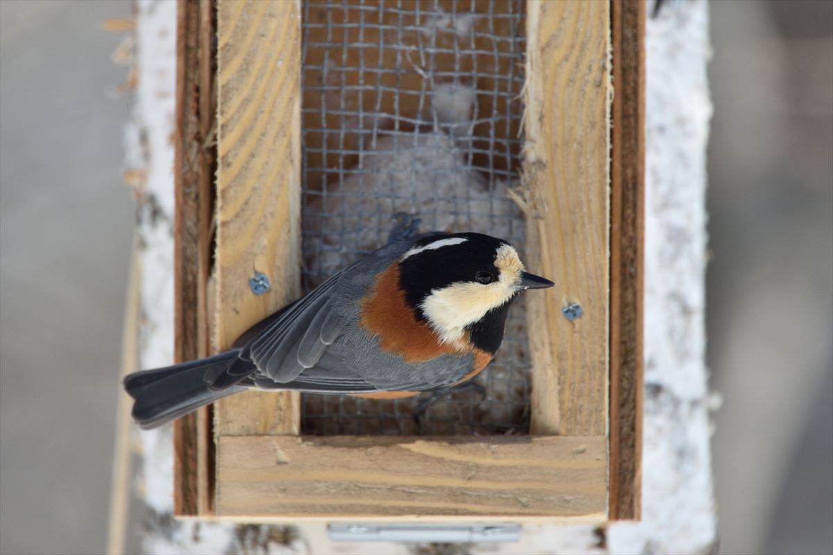 ニコン新型サンヨンを試す その3 テレコンを使う やぁやぁ