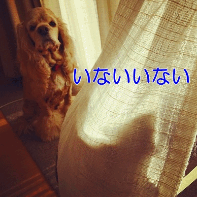 f0326925_23105068.gif