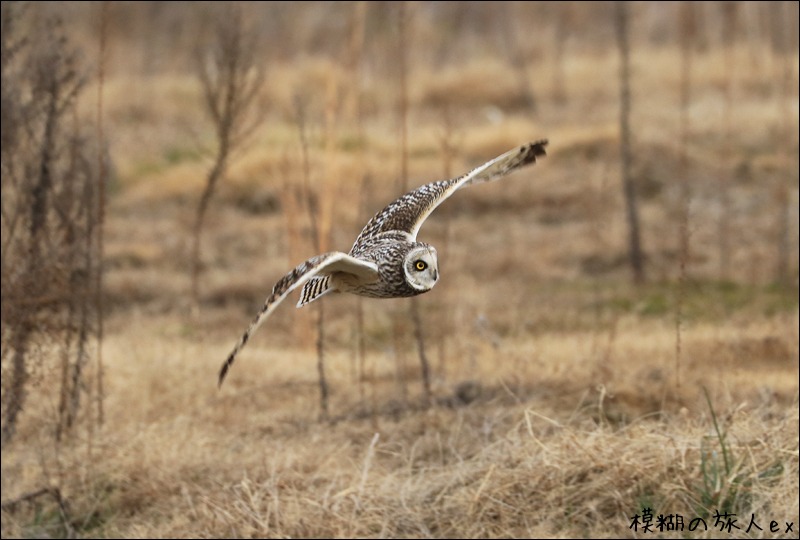 大特集！ コミミズク再び （後編）　～連続コマ写真の試み_f0140054_23231893.jpg