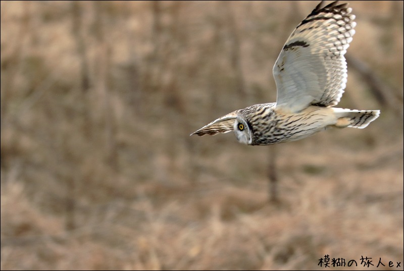 大特集！ コミミズク再び （後編）　～連続コマ写真の試み_f0140054_2324204.jpg