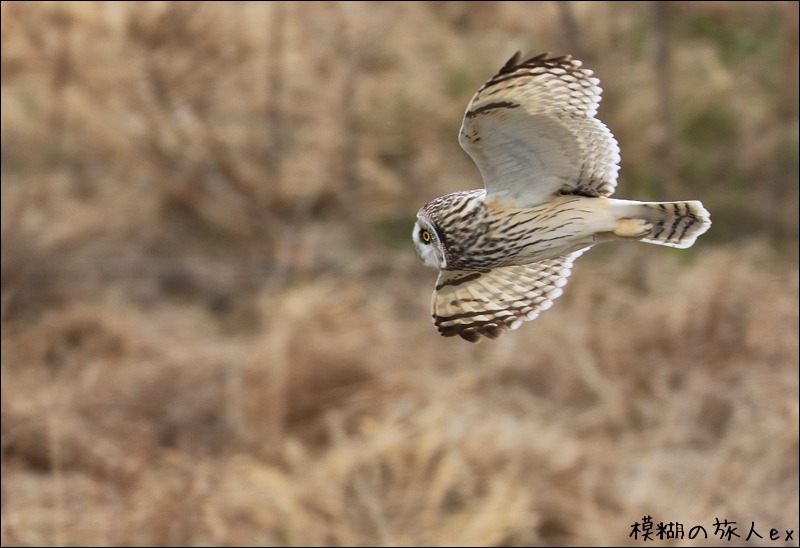 大特集! コミミズク再び (後編) ~連続コマ写真の試み_f0140054_23243812.jpg