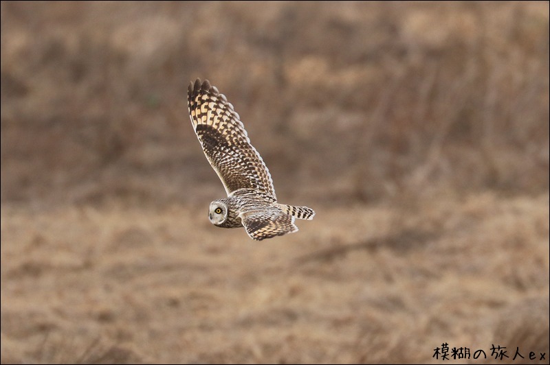 大特集！ コミミズク再び （後編）　～連続コマ写真の試み_f0140054_23252328.jpg