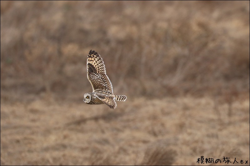大特集! コミミズク再び (後編) ~連続コマ写真の試み_f0140054_2325356.jpg