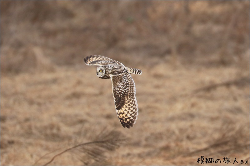 大特集! コミミズク再び (後編) ~連続コマ写真の試み_f0140054_23254471.jpg