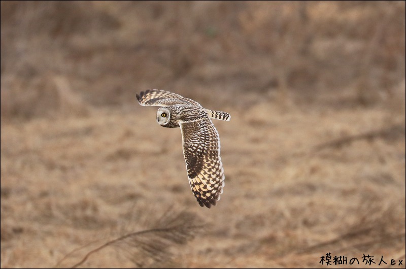 大特集！ コミミズク再び （後編）　～連続コマ写真の試み_f0140054_23254471.jpg