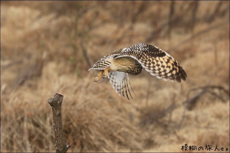 大特集! コミミズク再び (後編) ~連続コマ写真の試み_f0140054_23273171.jpg