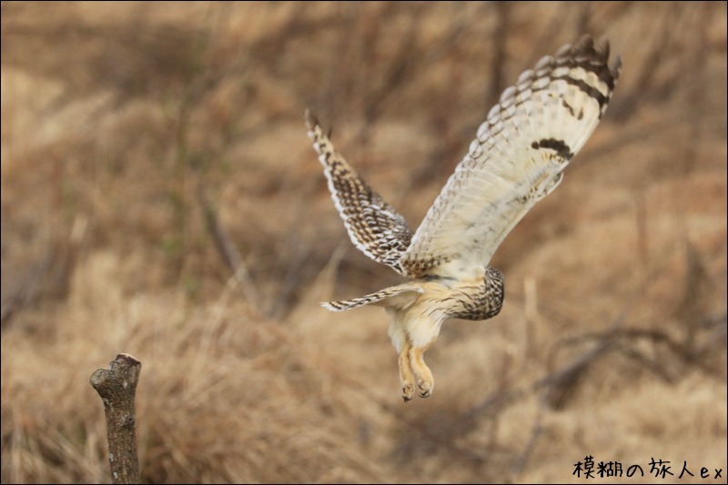 大特集! コミミズク再び (後編) ~連続コマ写真の試み_f0140054_23274584.jpg