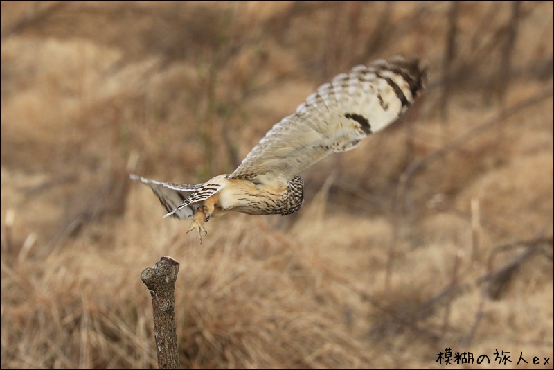 大特集! コミミズク再び (後編) ~連続コマ写真の試み_f0140054_2327735.jpg