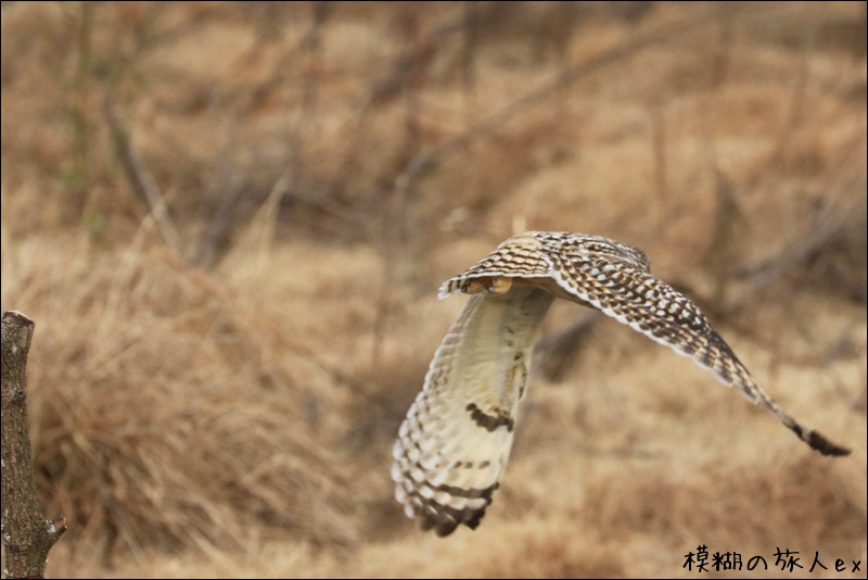 大特集! コミミズク再び (後編) ~連続コマ写真の試み_f0140054_2328640.jpg