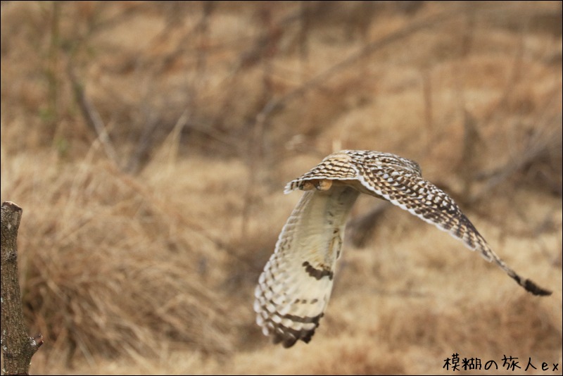 大特集！ コミミズク再び （後編）　～連続コマ写真の試み_f0140054_2328640.jpg