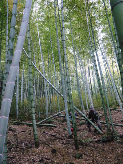 幻の白い「長生たけのこ」 伐採して“たけのこ畑”を活性化させる親子の匠!_a0254656_17221572.jpg