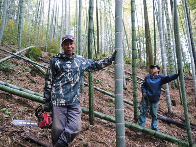幻の白い「長生たけのこ」 伐採して“たけのこ畑”を活性化させる親子の匠!_a0254656_17264718.jpg