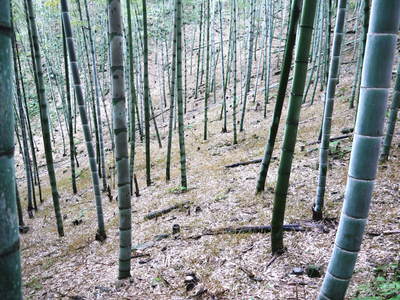 幻の白い「長生たけのこ」 伐採して“たけのこ畑”を活性化させる親子の匠!_a0254656_17495521.jpg