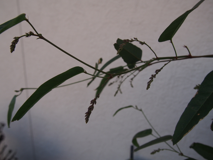 b0194267_20153670.jpg