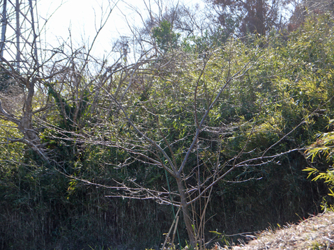 河津桜の花芽膨らむ：大利根用水旧笹川揚水機場跡地2・2_c0014967_8345546.jpg