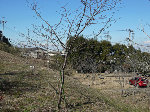 河津桜の花芽膨らむ：大利根用水旧笹川揚水機場跡地2・2_c0014967_8351835.jpg