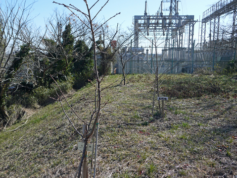河津桜の花芽膨らむ：大利根用水旧笹川揚水機場跡地2・2_c0014967_8353565.jpg