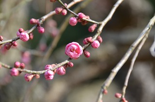 2015年2月4日　【第51回　芝焼き】_a0185880_1726087.jpg