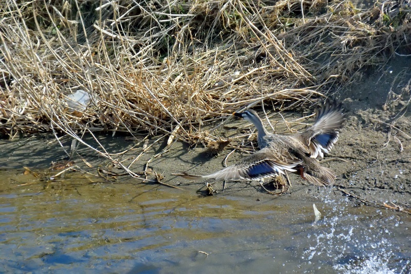 小畔川便り（BMCチェック:2015/2/1-3）_f0031682_10413015.jpg