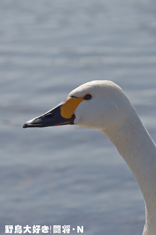 白鳥飛来地_f0059882_14235928.jpg