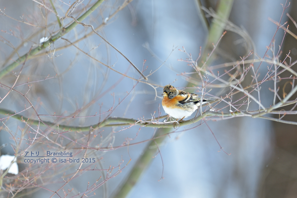 雪鳥5-1＿色々会えました～イカルとか_d0164892_21849.jpg