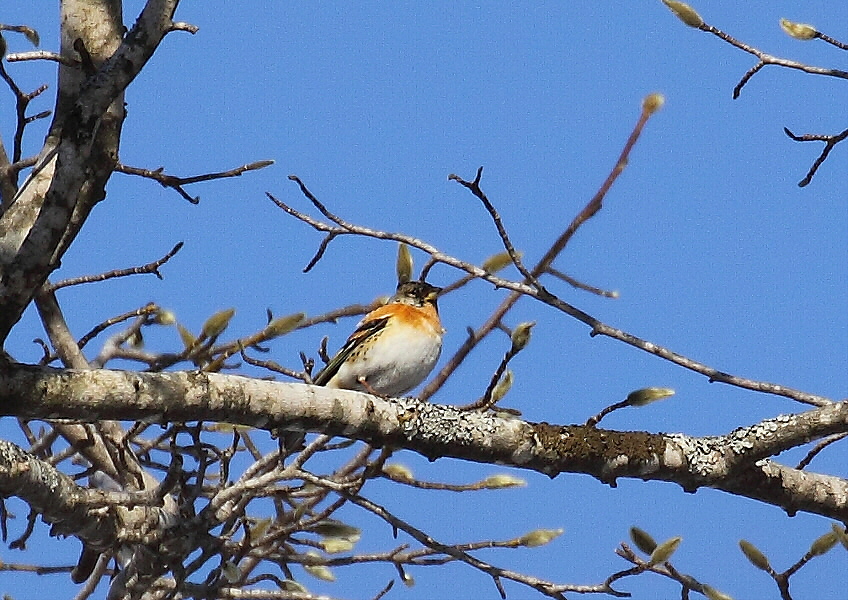 高い枝に・・アトリ_c0113597_1448244.jpg