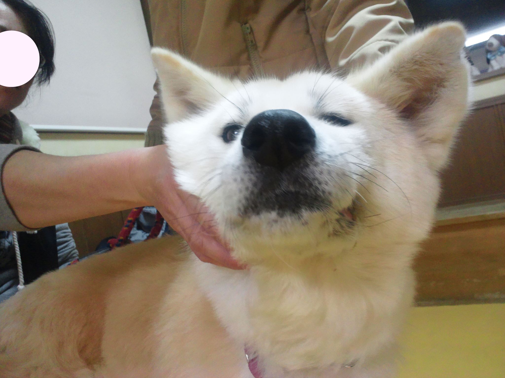 あっきぃ再手術となります。。_f0242002_0235586.jpg