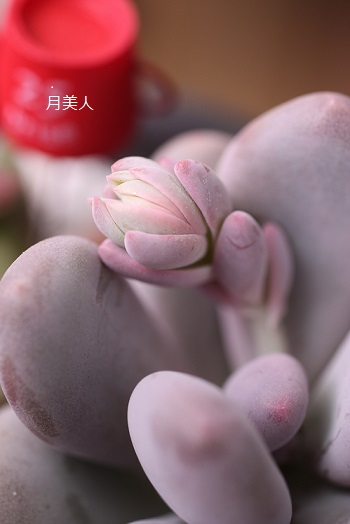 バテバテ^^;_c0178104_11543511.jpg