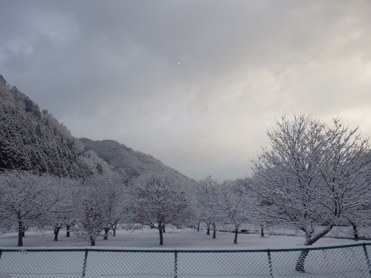 又、雪の花が咲きました。_c0300035_8321418.jpg