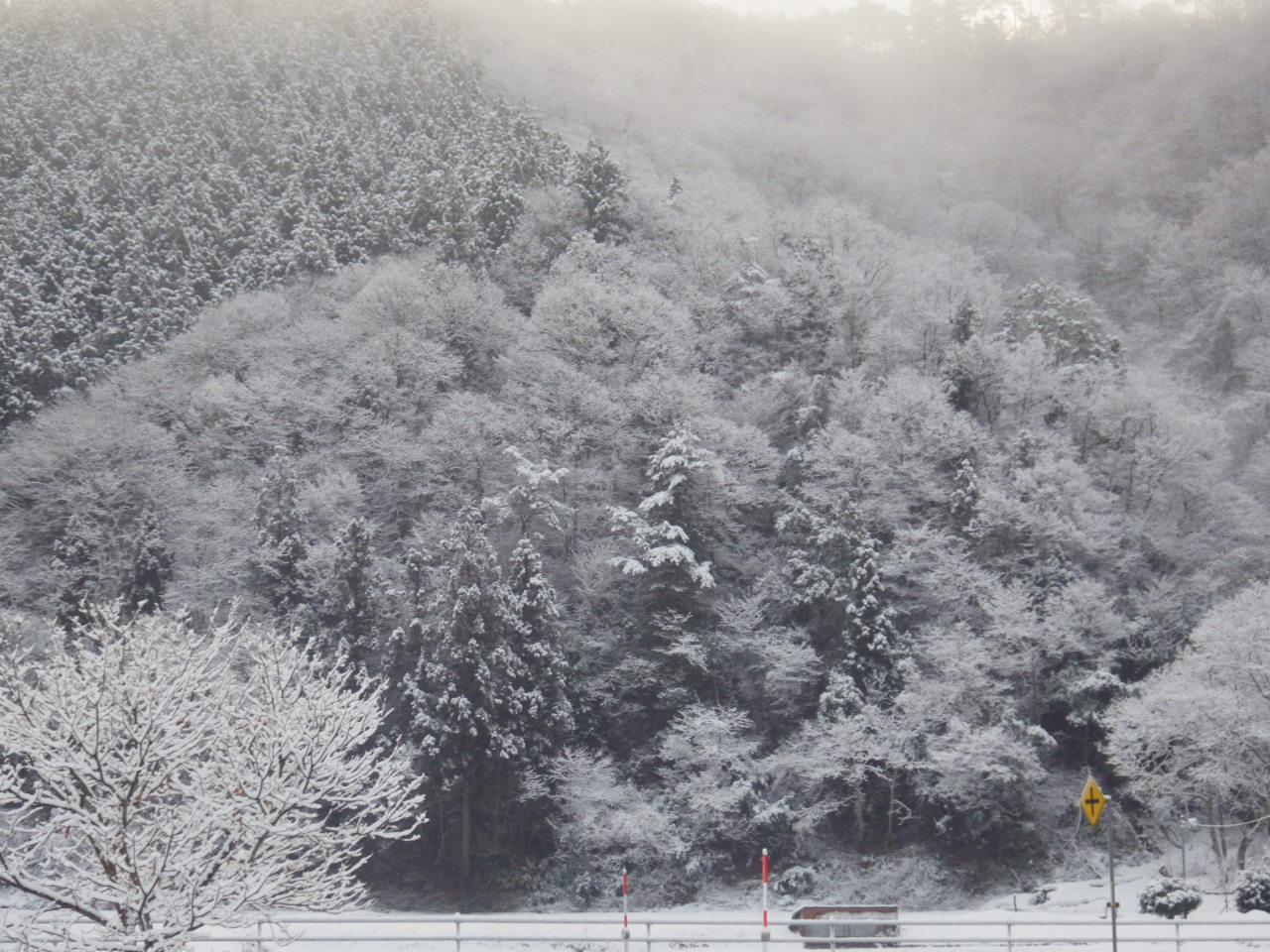 又、雪の花が咲きました。_c0300035_8323652.jpg