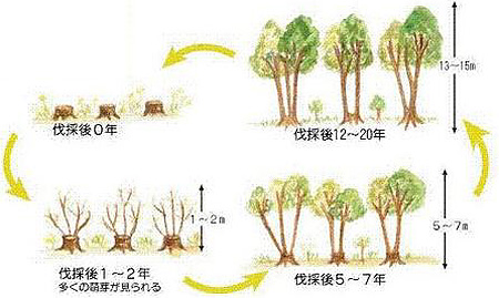 クヌギの萌芽更新 : ｉ＋ｉ