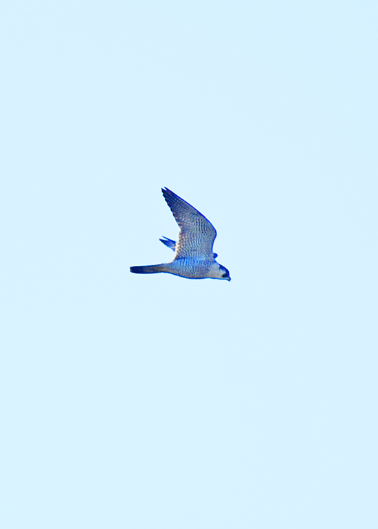 d0290240_19571174.gif