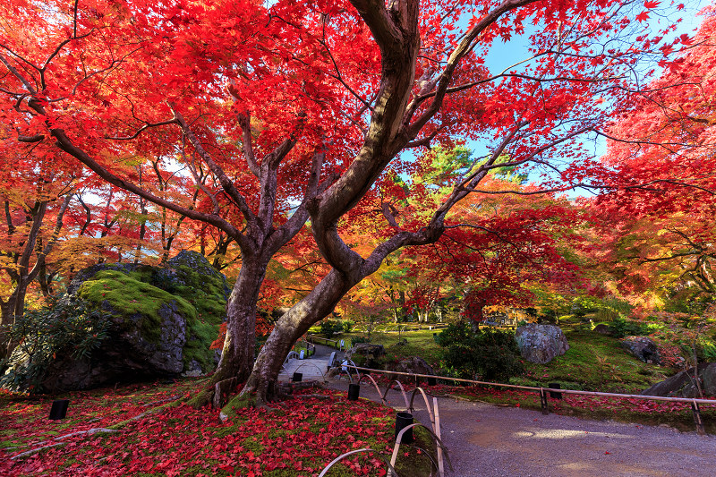 紅葉・獅子吼の庭（宝厳院）_f0155048_7521950.jpg