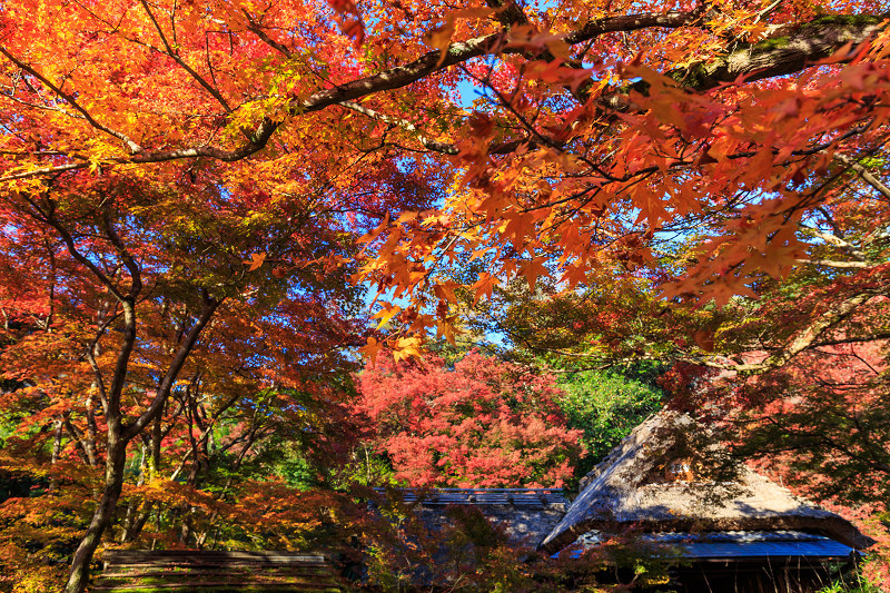 紅葉・獅子吼の庭（宝厳院）_f0155048_7554012.jpg