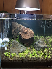 水草_d0158149_17193163.jpg